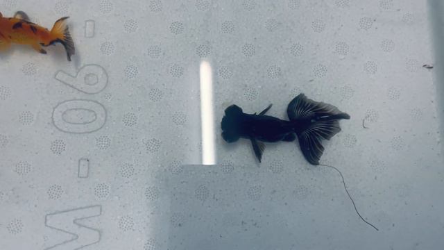 Butterfly tail - Telescope Eye смотреть онлайн