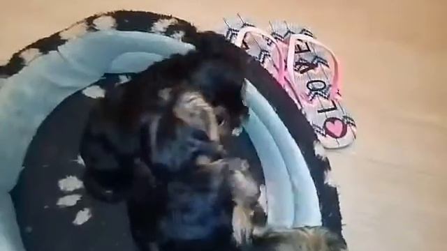 Плод большой любви!Йорки.,щенки смотреть онлайн