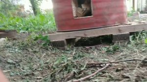 Тандыр в бочке. Ёлочка  для тандыра.