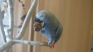 Какие орехи можно попугаем, в каком количестве и какая польза