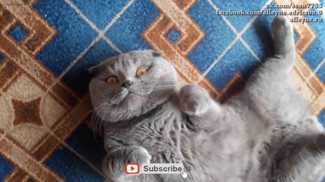 Мой котенок показывает, что означает выражение Жить хорошо.