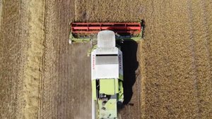 Уборка пшеницы 2022! Четыре зерноуборочных комбайна РСМ 161 на одном поле! А так же Acros 595 Plus!