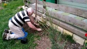 Туя европейская золотистая