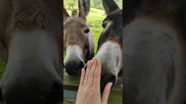 Donkeys in ireland