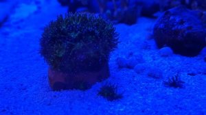 Морской коралл Галаксея и её детки