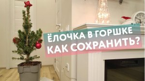 Елочка в горшке: как сохранить? Уход за елью Коника. Что делать, если подарили живую ёлку в горшке
