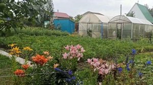 снт "созидатель"