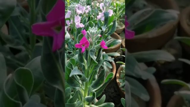 MATTHIOLA INCANA #matthiola #flowers #ytshorts #amazingplant