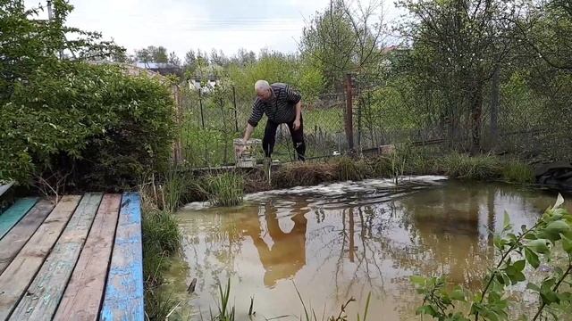 Добавка извести в пруд. Добавляем известь в пруд. Известкование пруда. Как сделать пруд прозрачным.