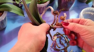 08.06.22.Пересадки ОРХИДЕЙ в кокосовый субстрат.