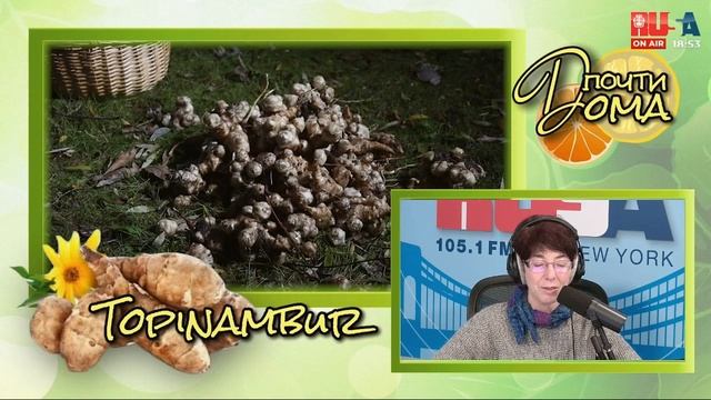 ЗЕМЛЯНАЯ ГРУША ИРОКЕЗОВ смотреть онлайн