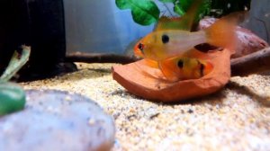 Zucht Mikrogeophagus Ramirezi, Rams breeding, Нерест апистограмм рамиреза