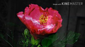Frosusha, Ave Maria сегодня ДЛЯ ТЕБЯ 🌹🌿🌹🌿🌹