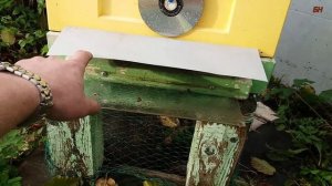 пчеловодство, защита от синиц