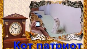 реакция кота на гимн россии