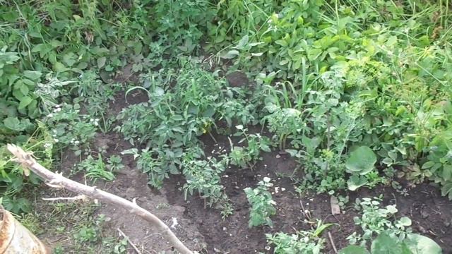 #Z Томаты в открытом грунте 11 июля смотреть онлайн