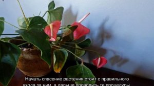 Цветок антуриум — почему чернеют и сохнут листья и цветы