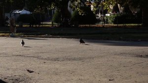 Грибы. Болгарское застолье