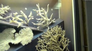 Зоологический музей в Санкт-Петербурге. Zoological museum. Saint-Petersburg