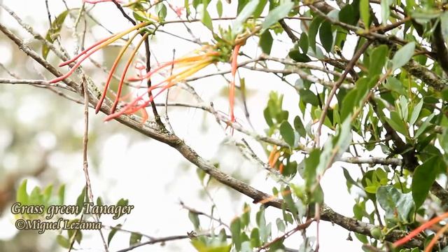 Grass-green Tanager - Tanager tours - Birds of Peru смотреть онлайн