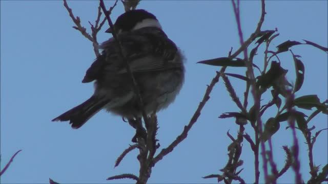 Птицы Новгородской области, Тростниковая Овсянка, Emberiza schoeniclus, 18.06.2022