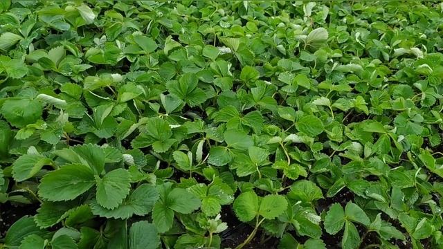 Лучший способ подготовки саженцев с воздушными корнями для кассетной рассады.