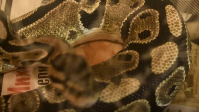 Кормление Королевского питона крысой :3 смотреть онлайн