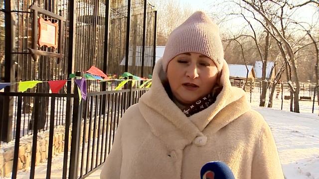 Амурские тигры отметили новоселье в Большереченском зоопарке смотреть онлайн