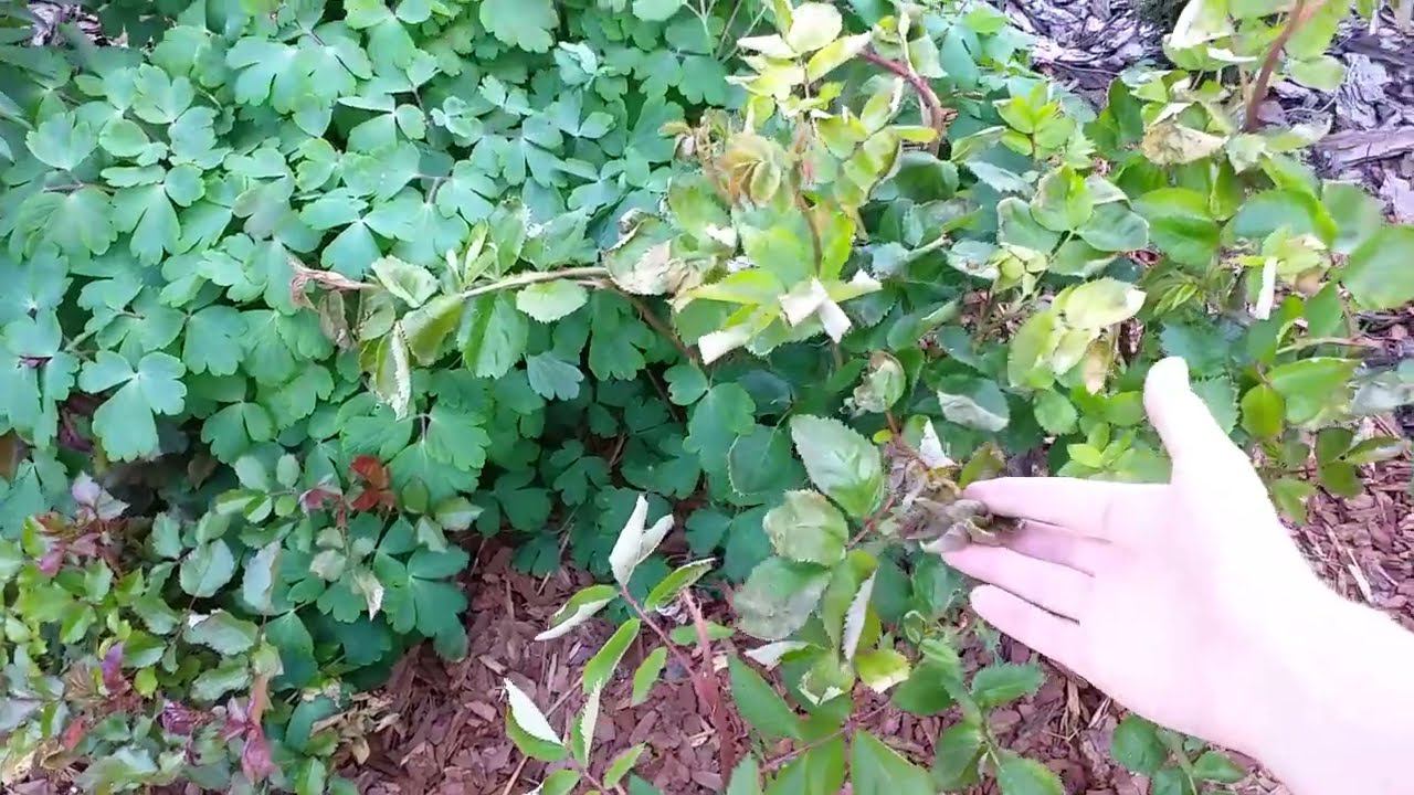 Розы, ущерб после весны. Успешная зимовка крупнолистных гортензий в грунте. Поддерживающая обработка смотреть онлайн