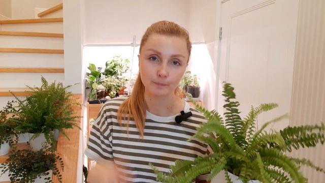 Папоротник нефролепис на фитильном поливе. Результаты полгода спустя. Ньюансы ухода за папоротником смотреть онлайн