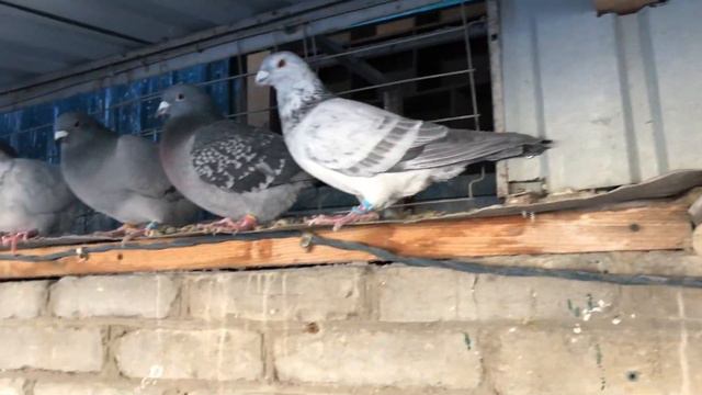 Как я держу голубей  24февраля 2024года смотреть онлайн