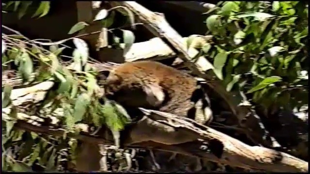 медвежонок Коала смотреть онлайн