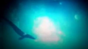 Мозозавр Гофмана - известные факты