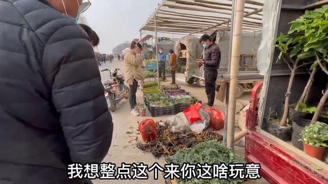 【逛大集】又遇到知识盲区！老花医竟然牵女粉丝手？Plants tour at the flower country fair in Qingzhou. New plants are on sale! смотреть онлайн
