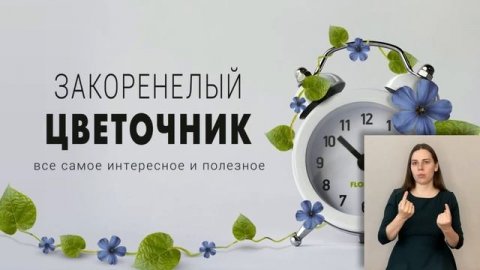 Эхеверия { СУРДОПЕРЕВОД } Королева суккулентов | Каменная роза или каменный цветок