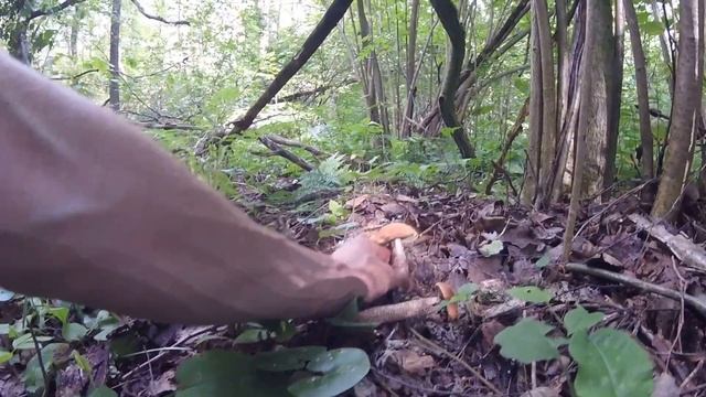 .Сбор грибов на любимых местах.)))Лучший отдых после работы. смотреть онлайн