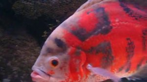 Тигровые астронотусы.avi