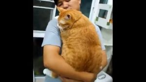 Очень толстый кот