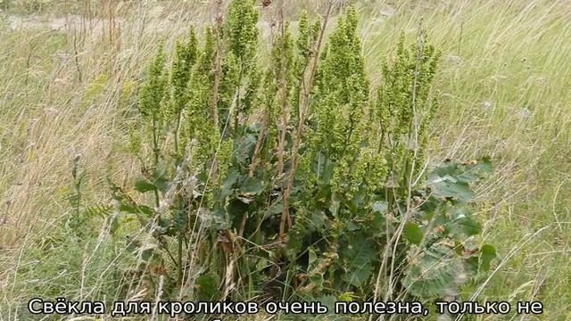 Чем нельзя кормить кроликов смотреть онлайн