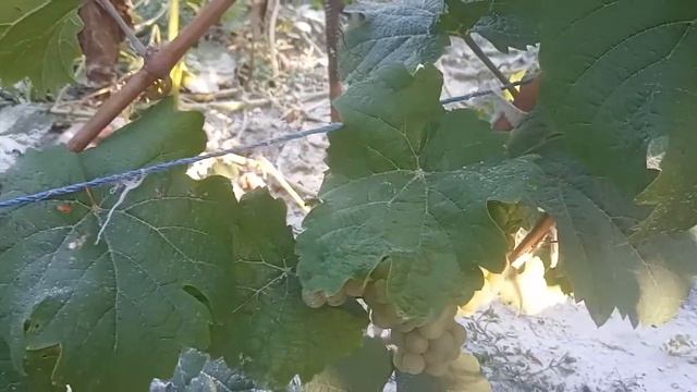 Рислинг рейнский. смотреть онлайн