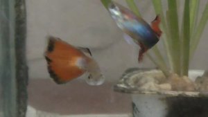 Большие рыбы гуппи плавают в аквариуме днём, видео 13.11.2020 год