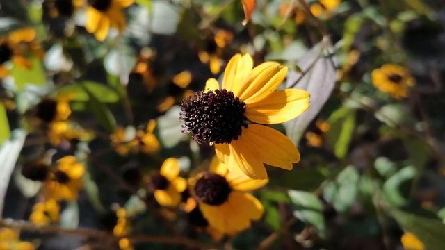 РУДБЕКИЯ Трилоба Rudbeckia triloba смотреть онлайн