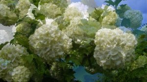 Калина Бульденеж/Viburnum Boul de Neige. Неприхотливый  кустарник с белыми СОЦВЕТИЯМИ ШАРАМИ