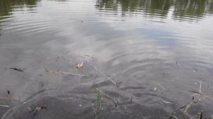 На улице 33 градуса Жары/Собаки Йорки Плавают в Озере