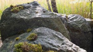 Rochers artificiels en béton sculpte