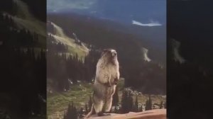 СУСЛИК ОРЕТ ААА #сусликааа