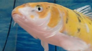 Карповые декоративные рыбы.