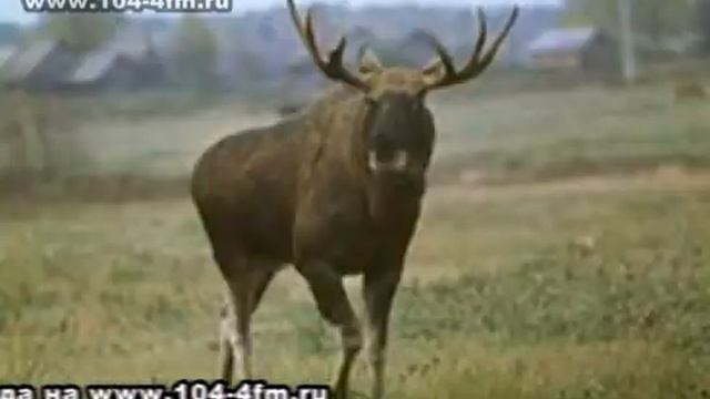 Осторожно, дикие животные смотреть онлайн