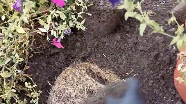 Осенняя уборка петунии в 2020 году. смотреть онлайн