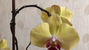 #Орхидеи. Орхидея Голдион -рекордсмен в цветении.